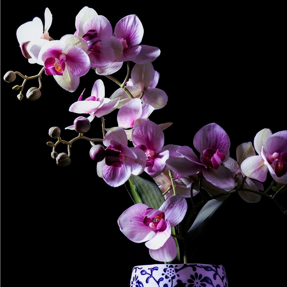Meet your Posher, Orchid
